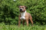 AMSTAFF ADULT 453